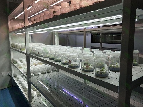 丹徒植物组织培养实验室设计建设方案